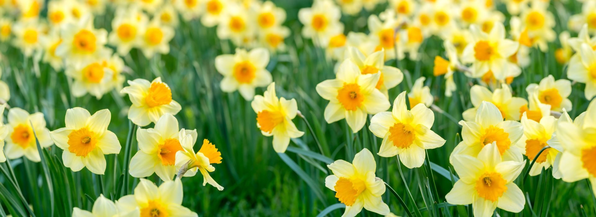 A field of yellow and orange daffodils