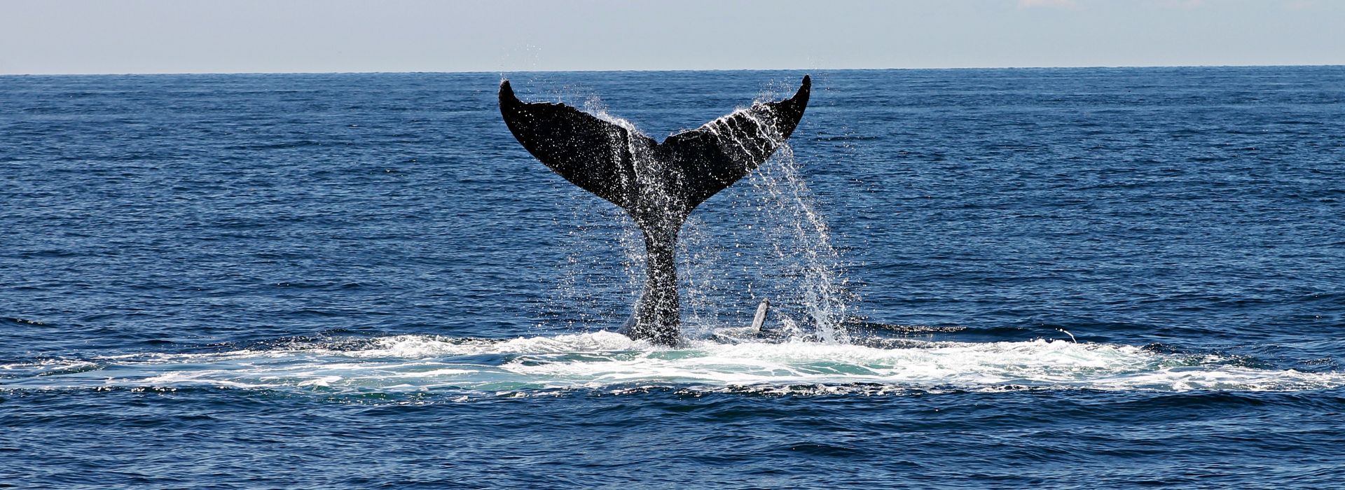 A whale tail out of the water