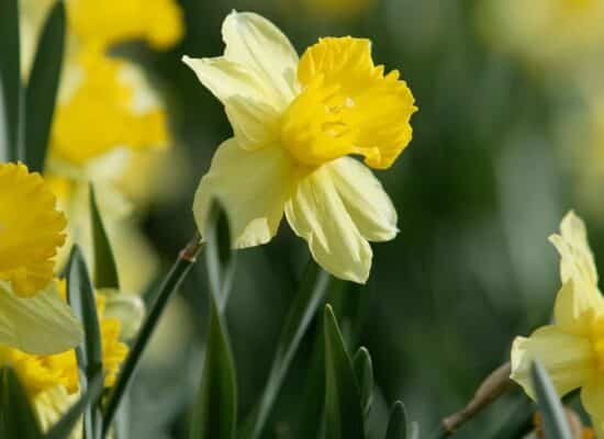 Yellow daffodils