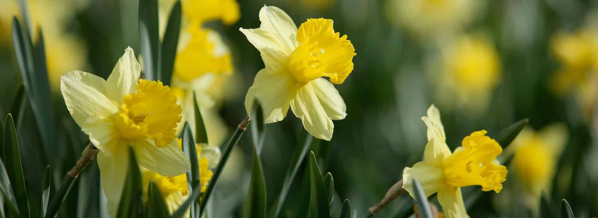 Yellow daffodils