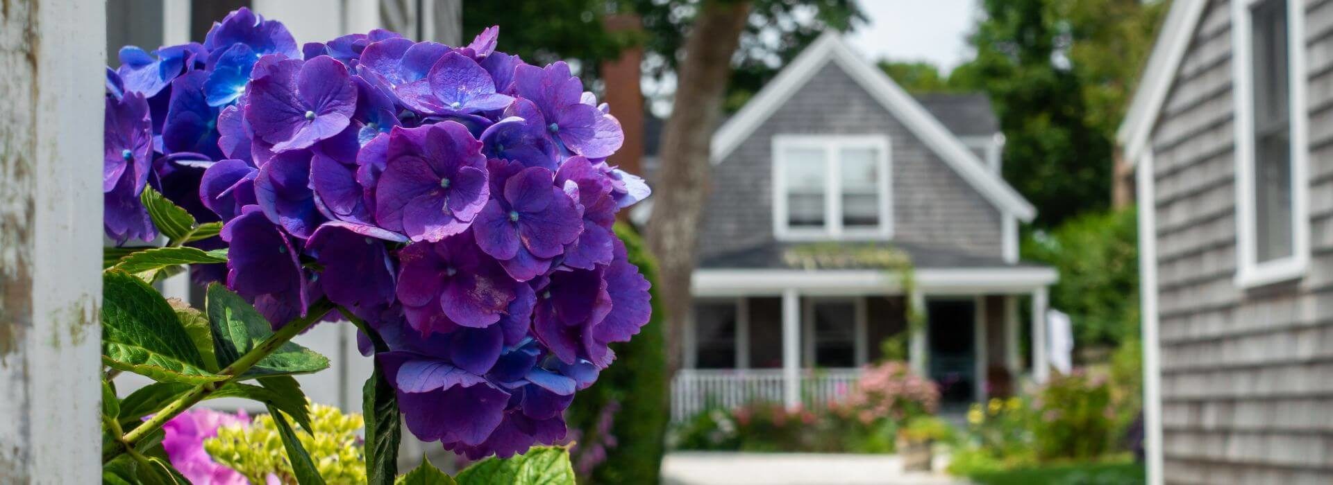 Blooming deep purple hydrangea bush near a Nantucket cottage