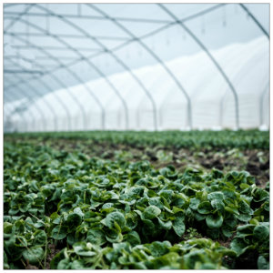 Inside of a large brightly lit greenhouse with rows of small green plants growing