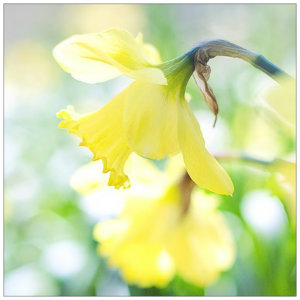 A beautiful bright yellow daffodil in soft sunlight with blurred flowers in background