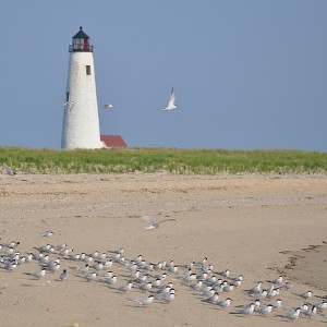 Large white lighthouse with patch of green grass and expansive beach and birds in front