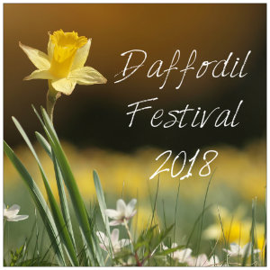 One yellow daffodil in a spring field with text Daffodil Festival 2018