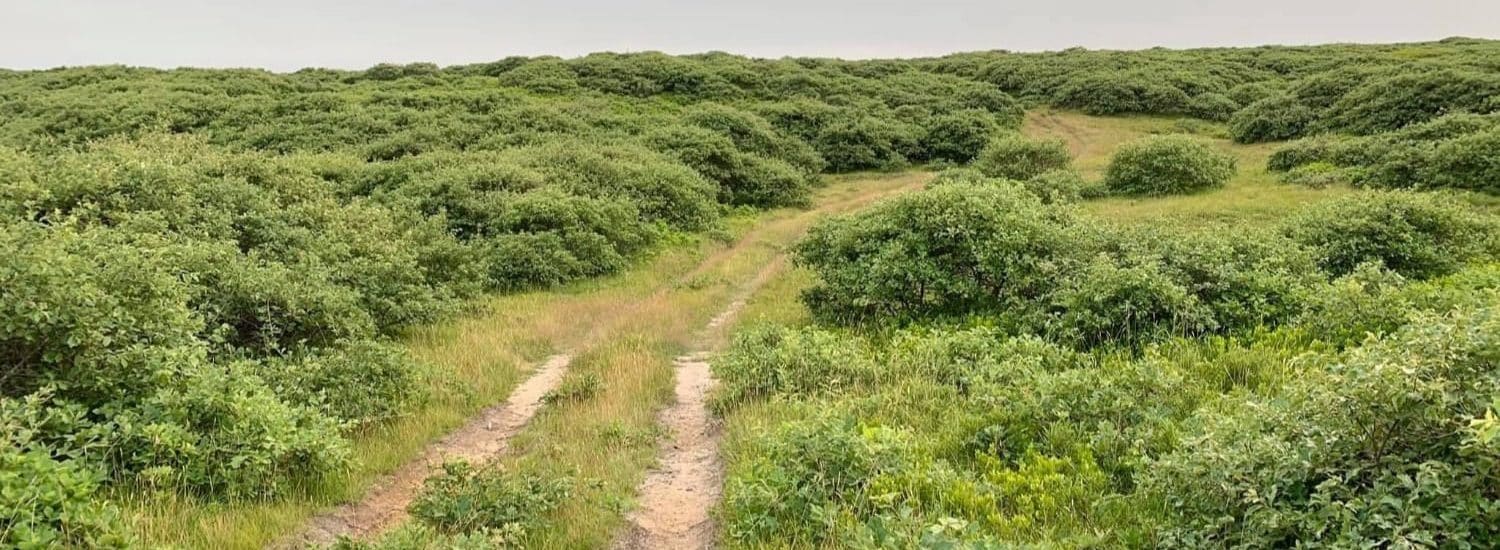 Small hill covered with lush green plants, shrubs, and bushes and a rough road through the vegetation