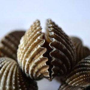 Five scallop shells sitting atop one another with the top one slightly open 
