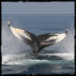 whale fin breaching the water