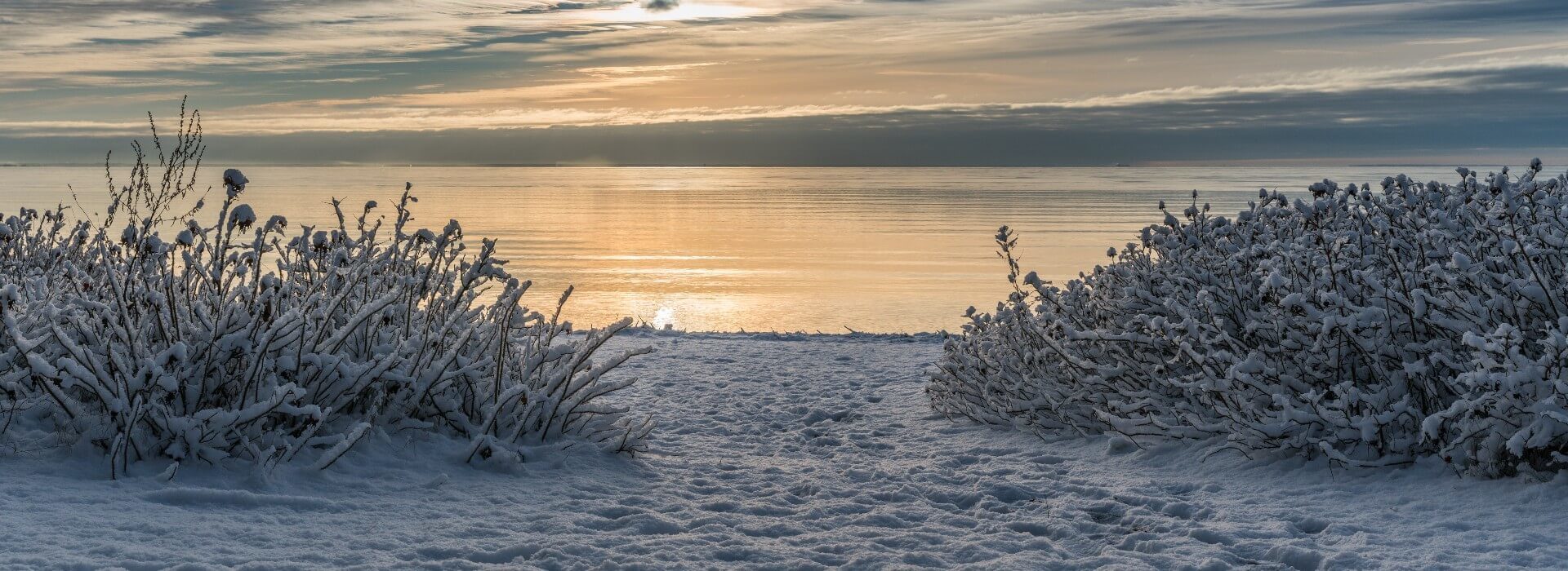 Beach of an ocean during winter with two small bushes covered in snow